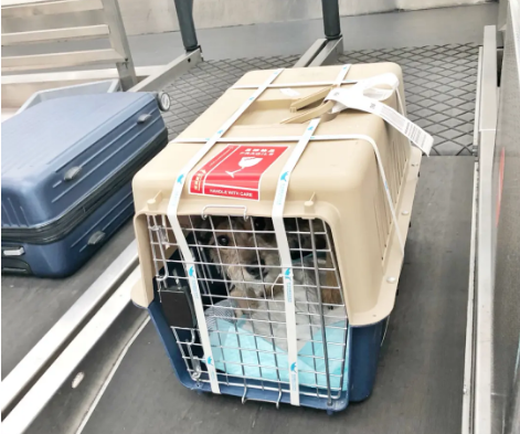 浦东宠物托运 宠物托运公司 机场宠物托运 宠物空运